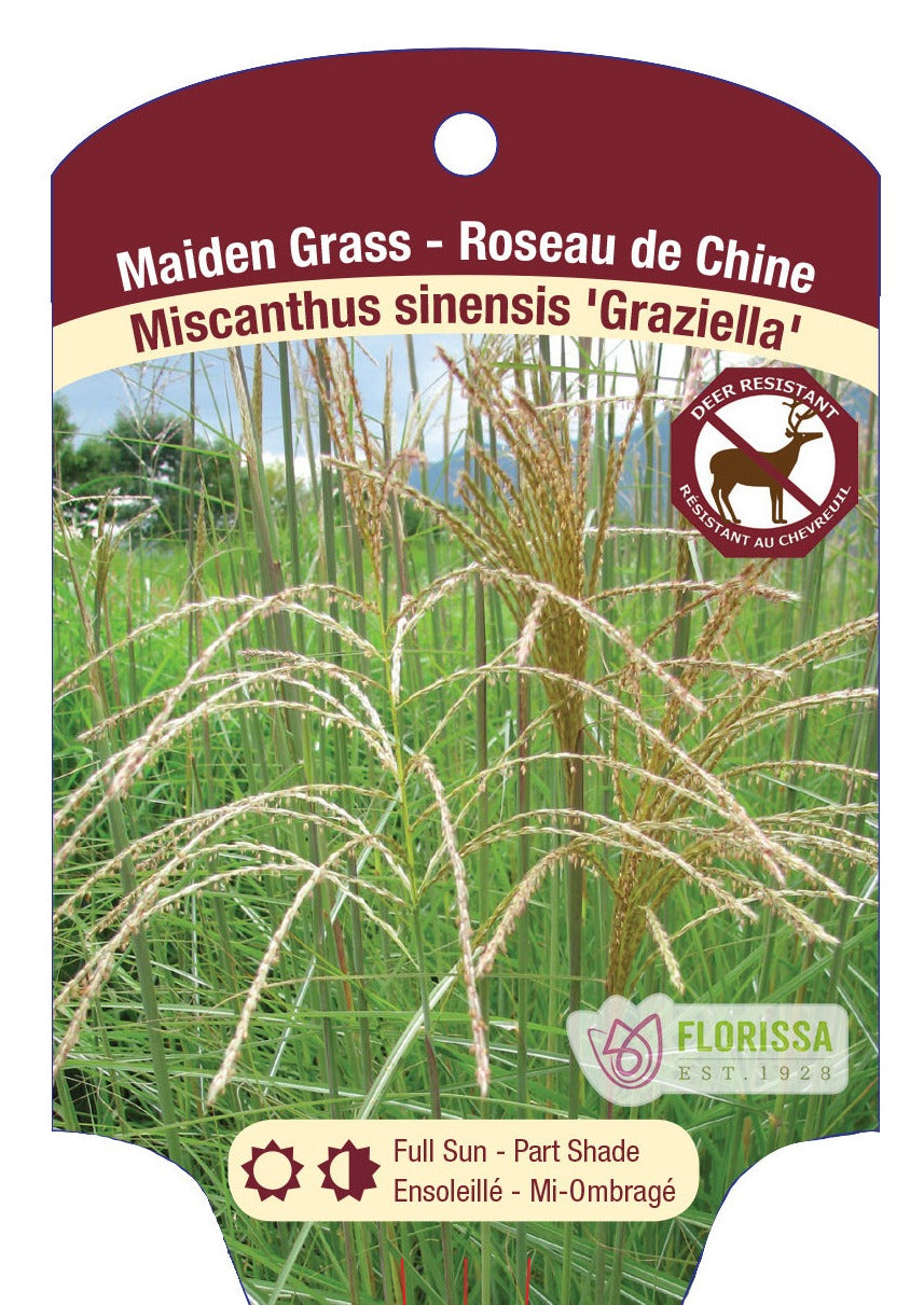 Madien Grass 'Graziella'