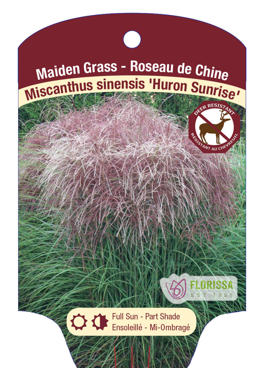 Maiden Grass 'Huron Sunrise'