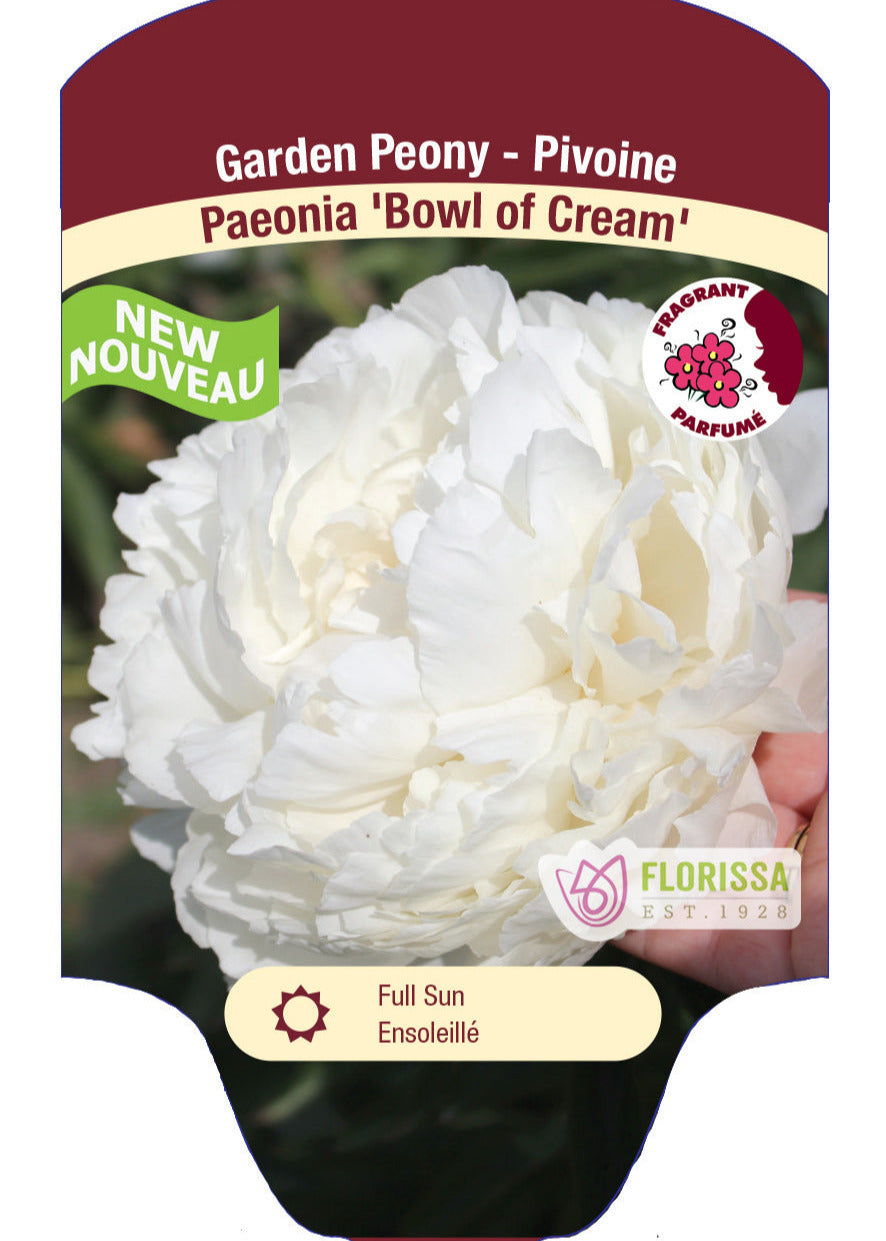 Peony Bowl of Cream