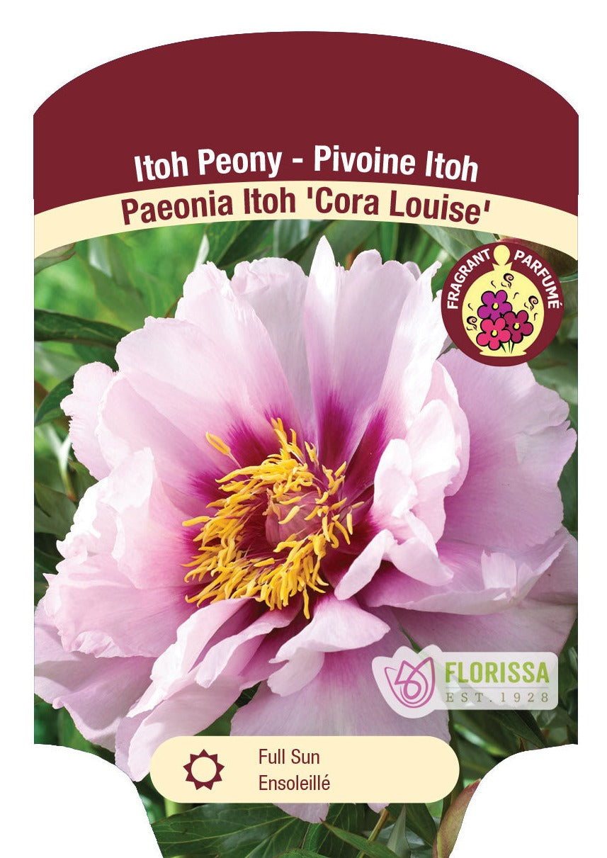 Peony 'Cora Louise'