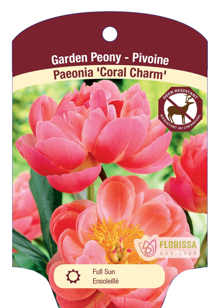 Coral Charm Peony