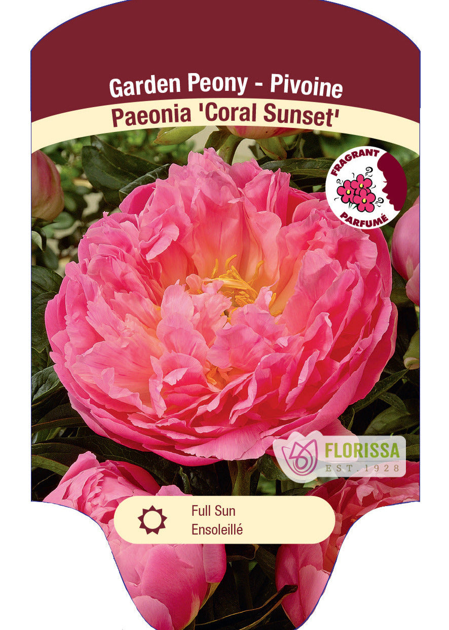 Coral Sunset Peony