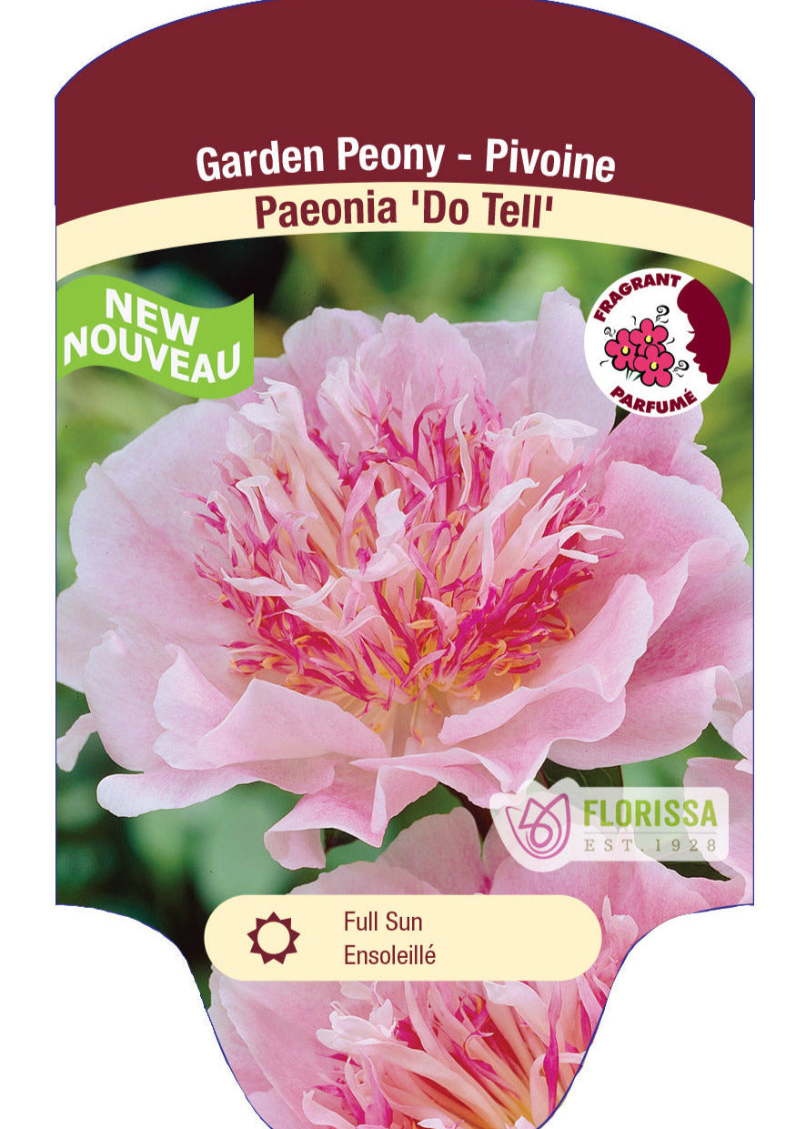 Peony Do Tell