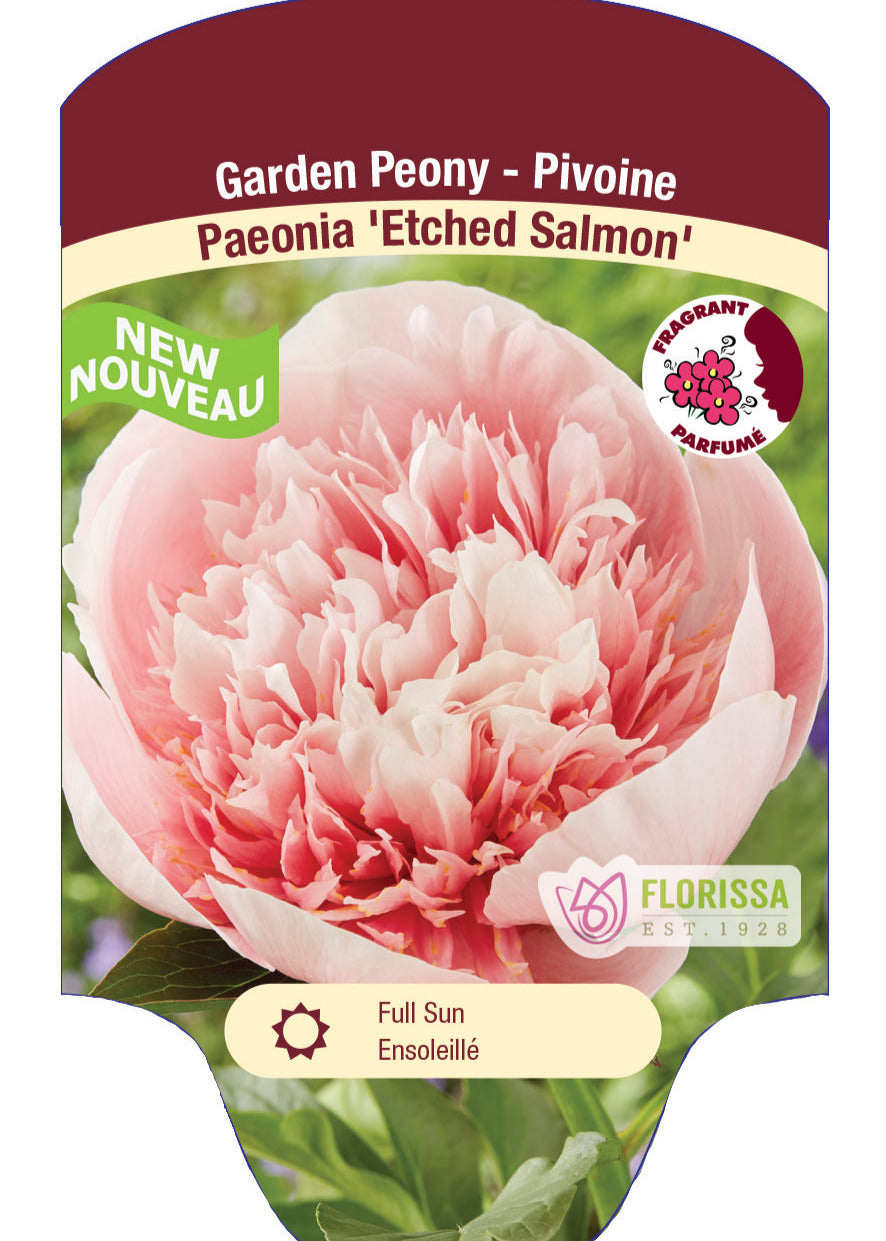 Peony Etched Salmon