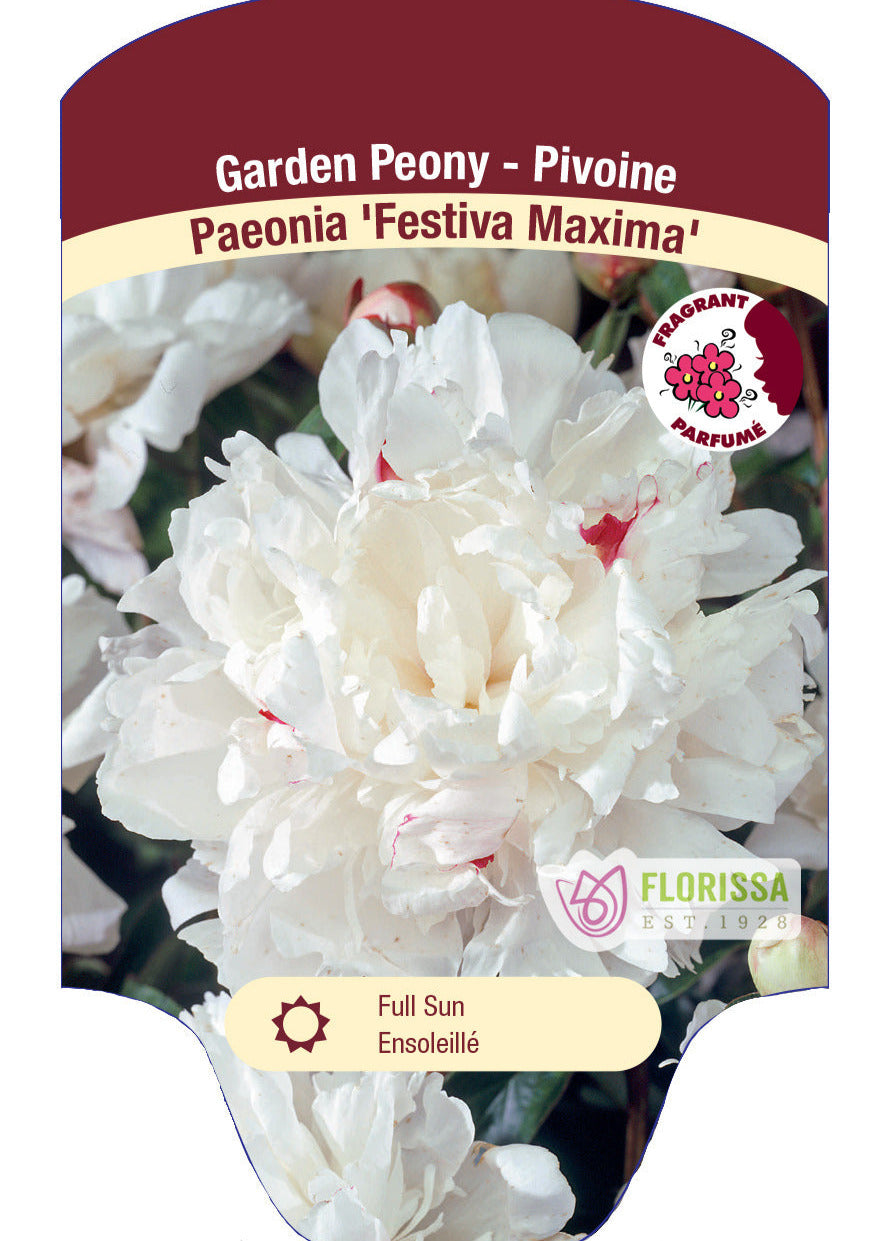 Peony 'Festiva'