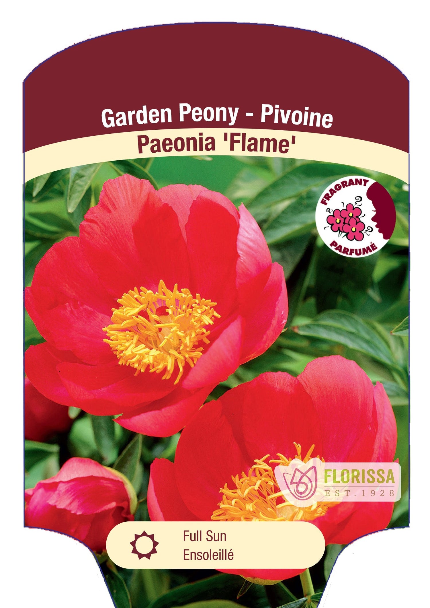 Peony 'Flame'