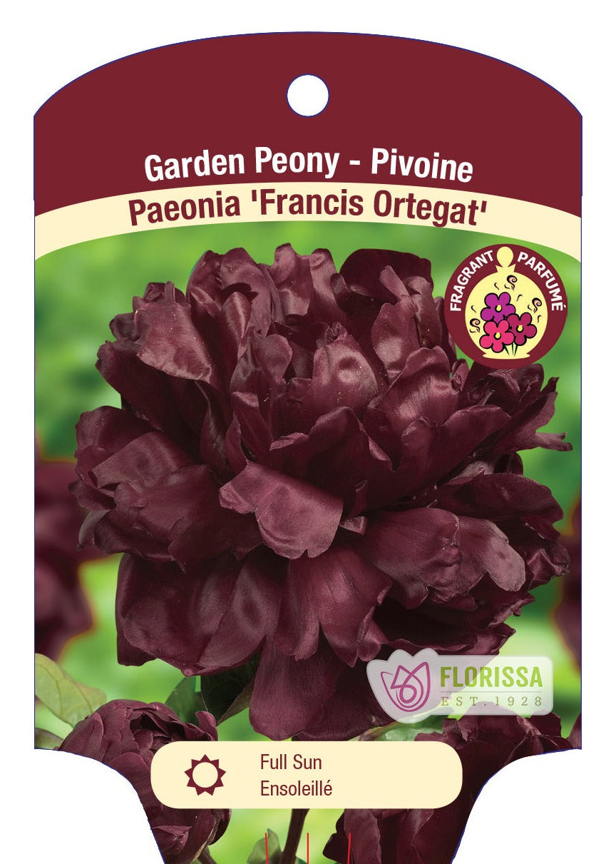 Peony 'Francis Ortegat'