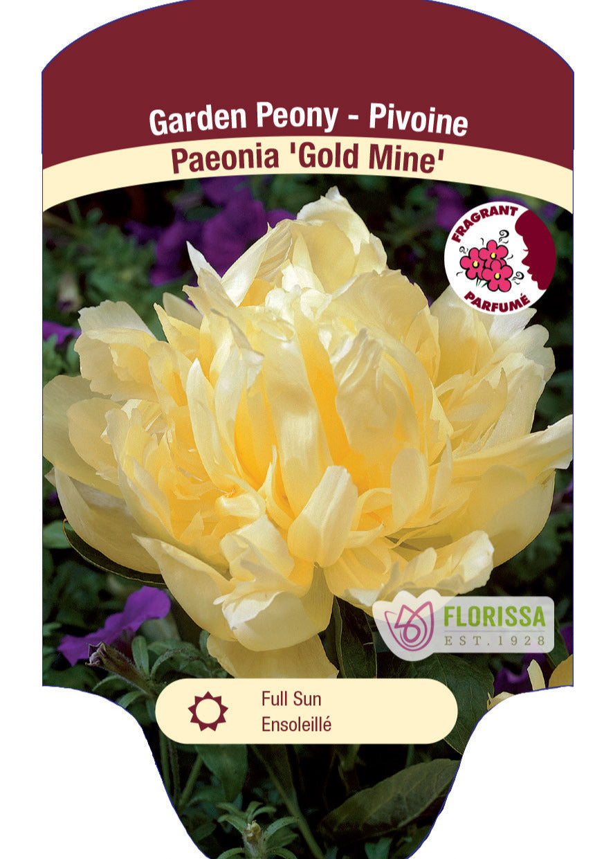 Peony 'Gold Mine '