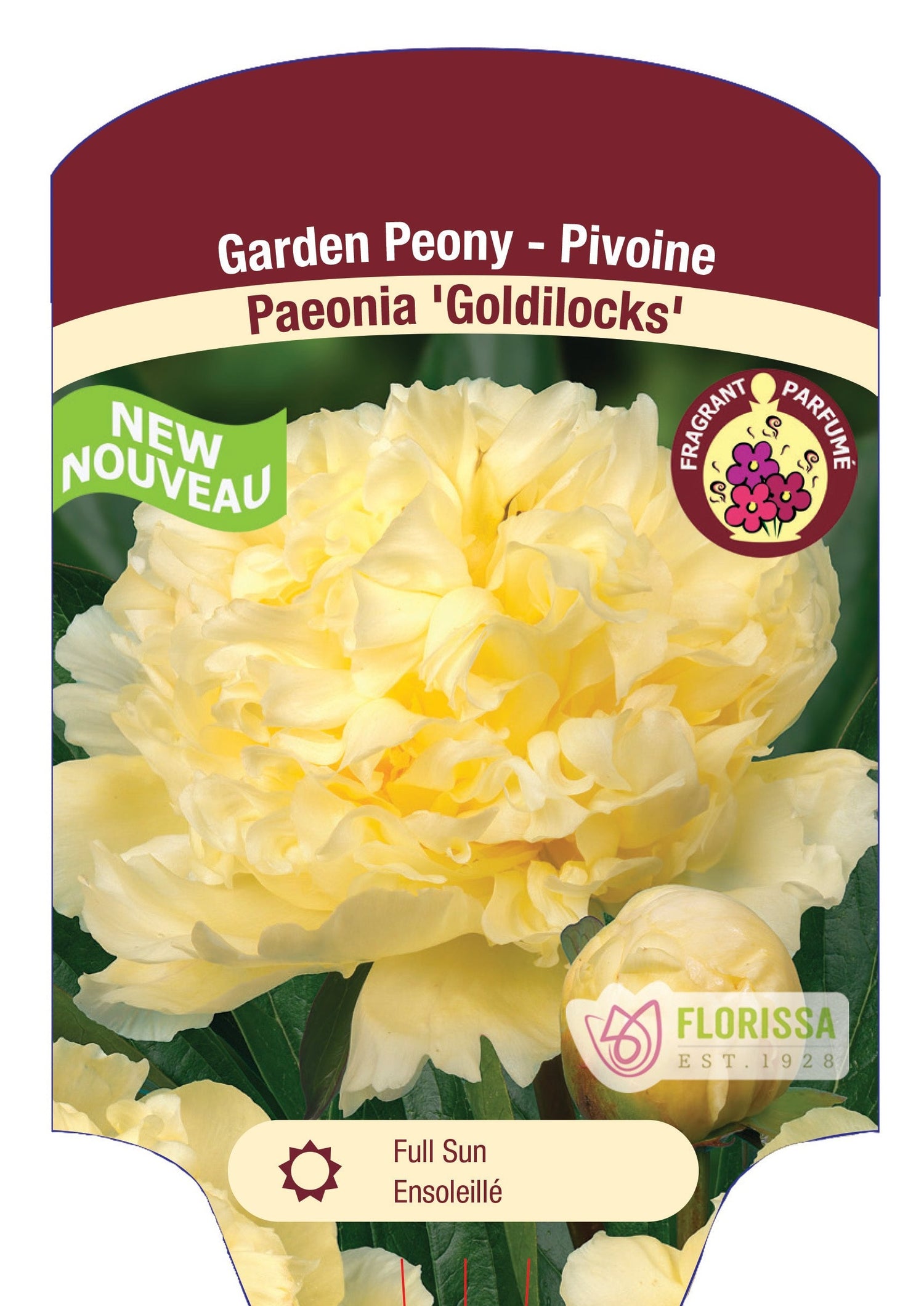 Peony 'Goldilocks'