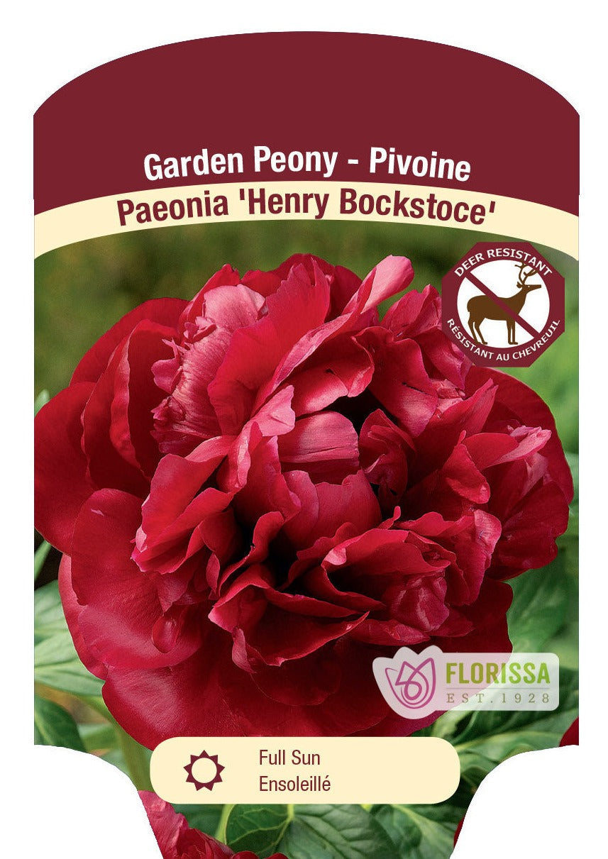 Peony 'Henry Bockstone'