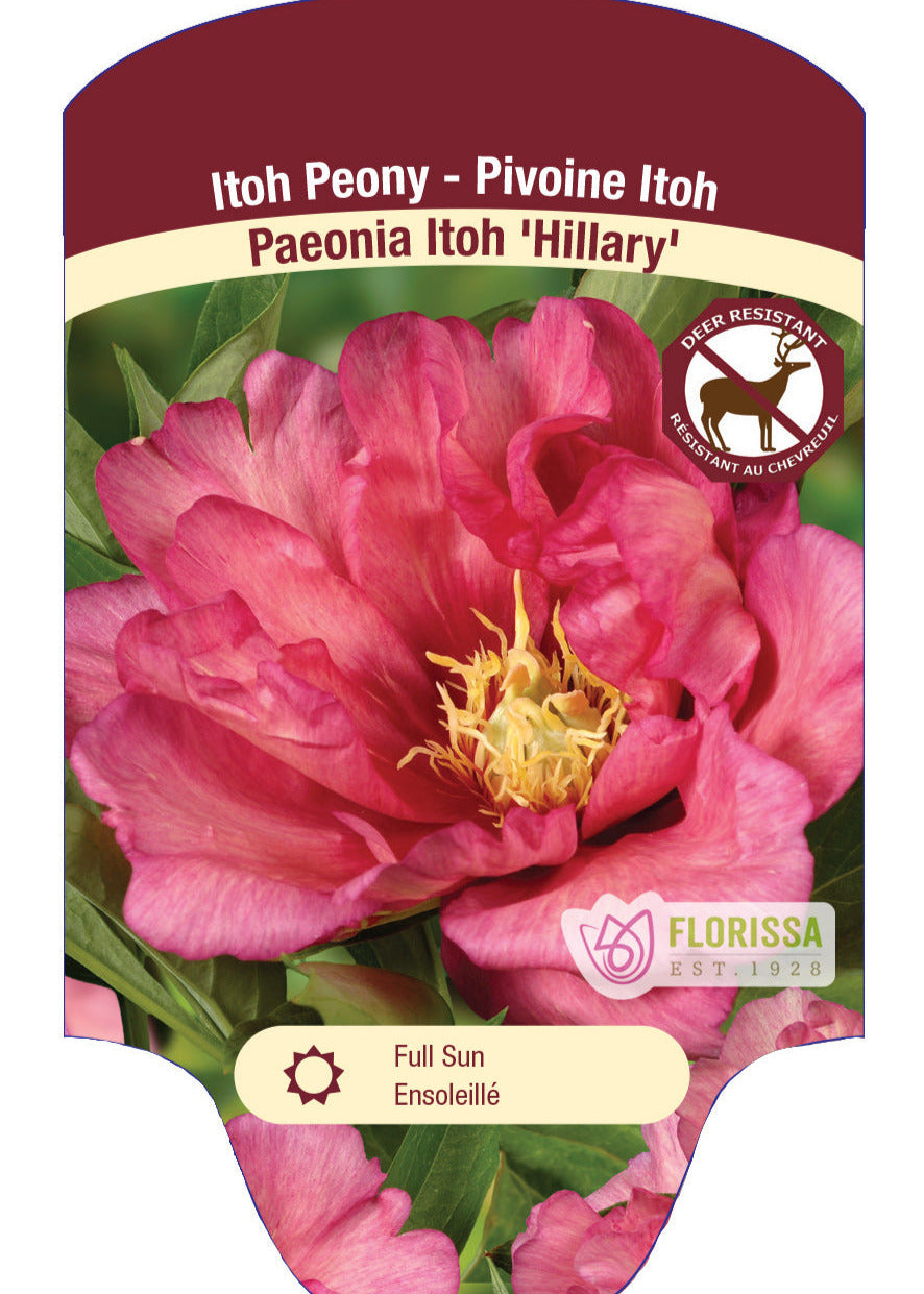 Peony Hillary