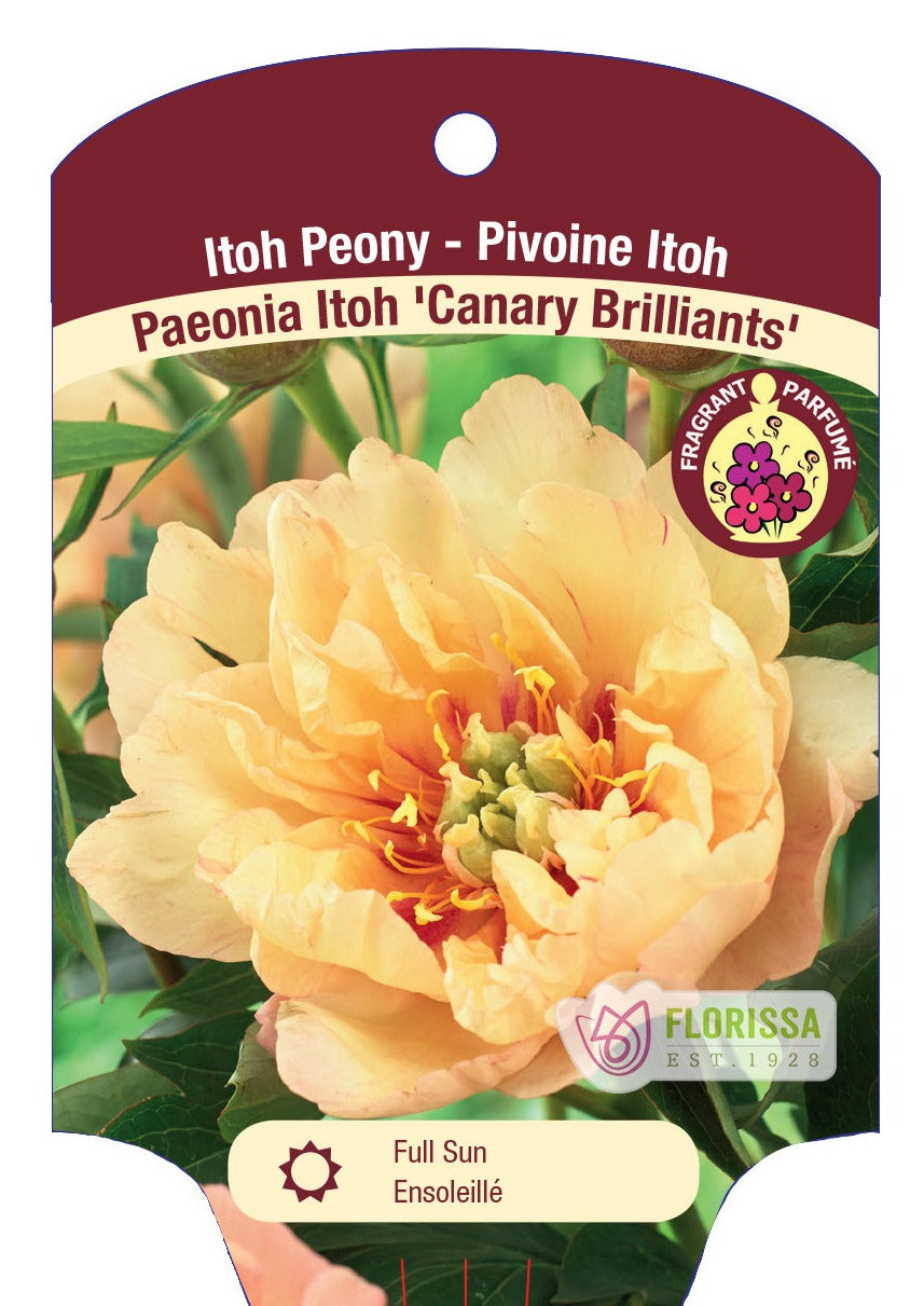 Peony 'Canary Brilliants'