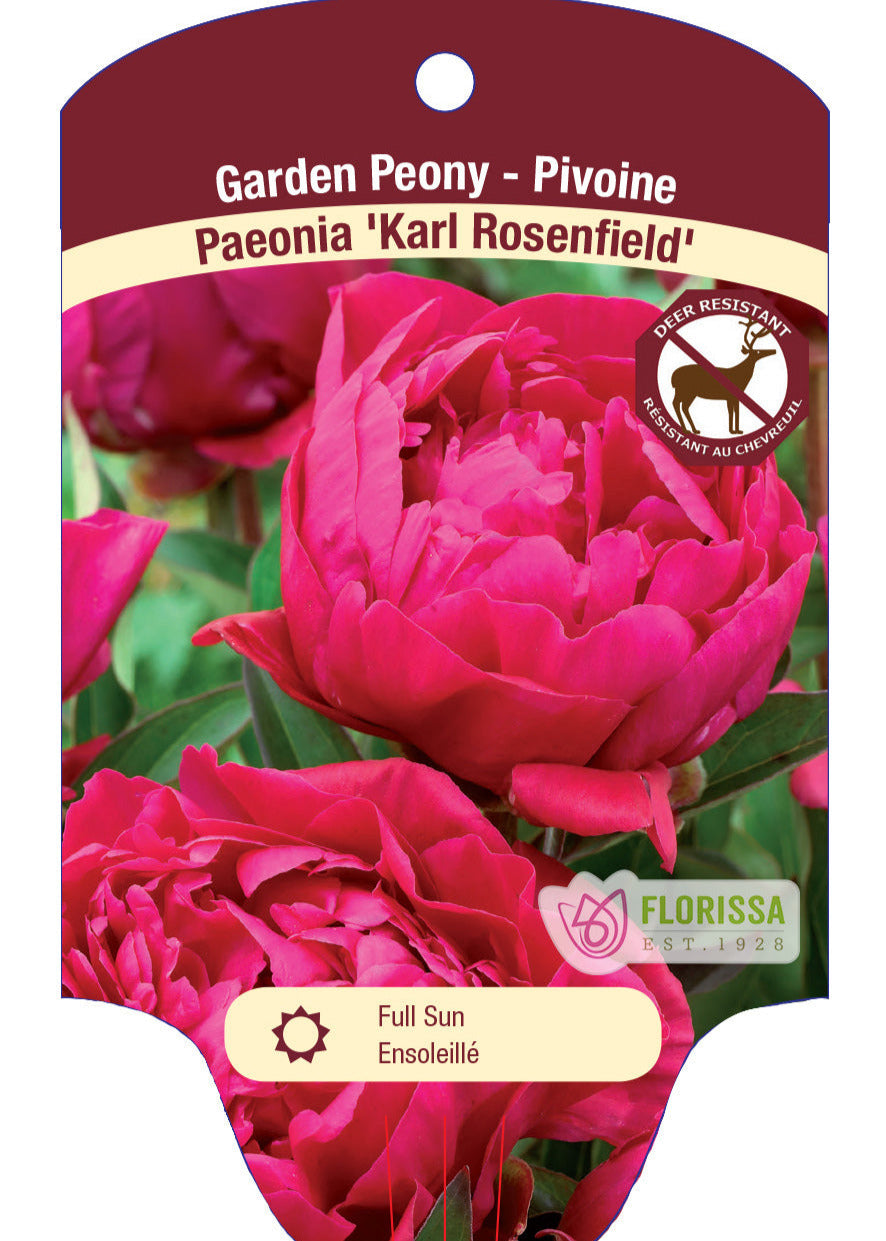 Peony 'Karl Rosenfeld'