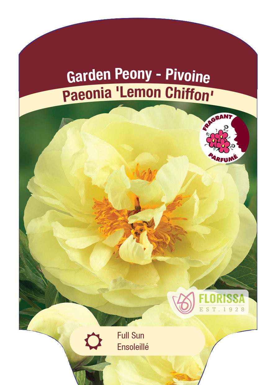 Peony 'Lemon Chiffon'