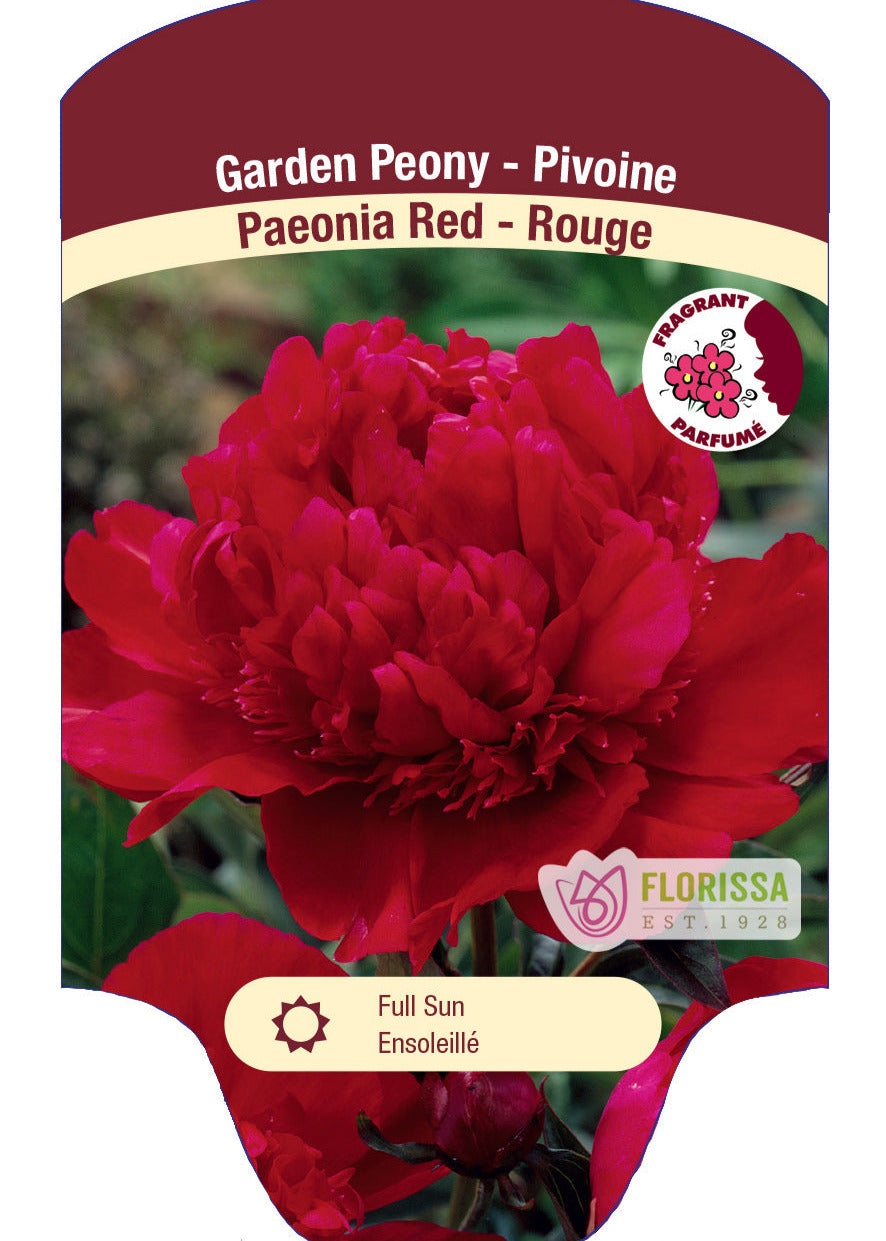 Peony Jumbo Red