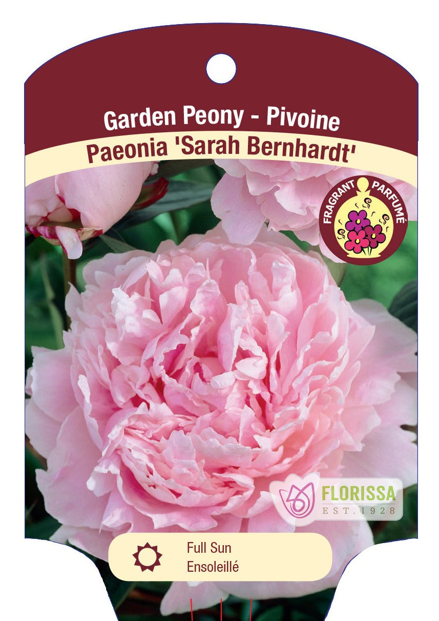 Peony 'Sarah Bernhardt'