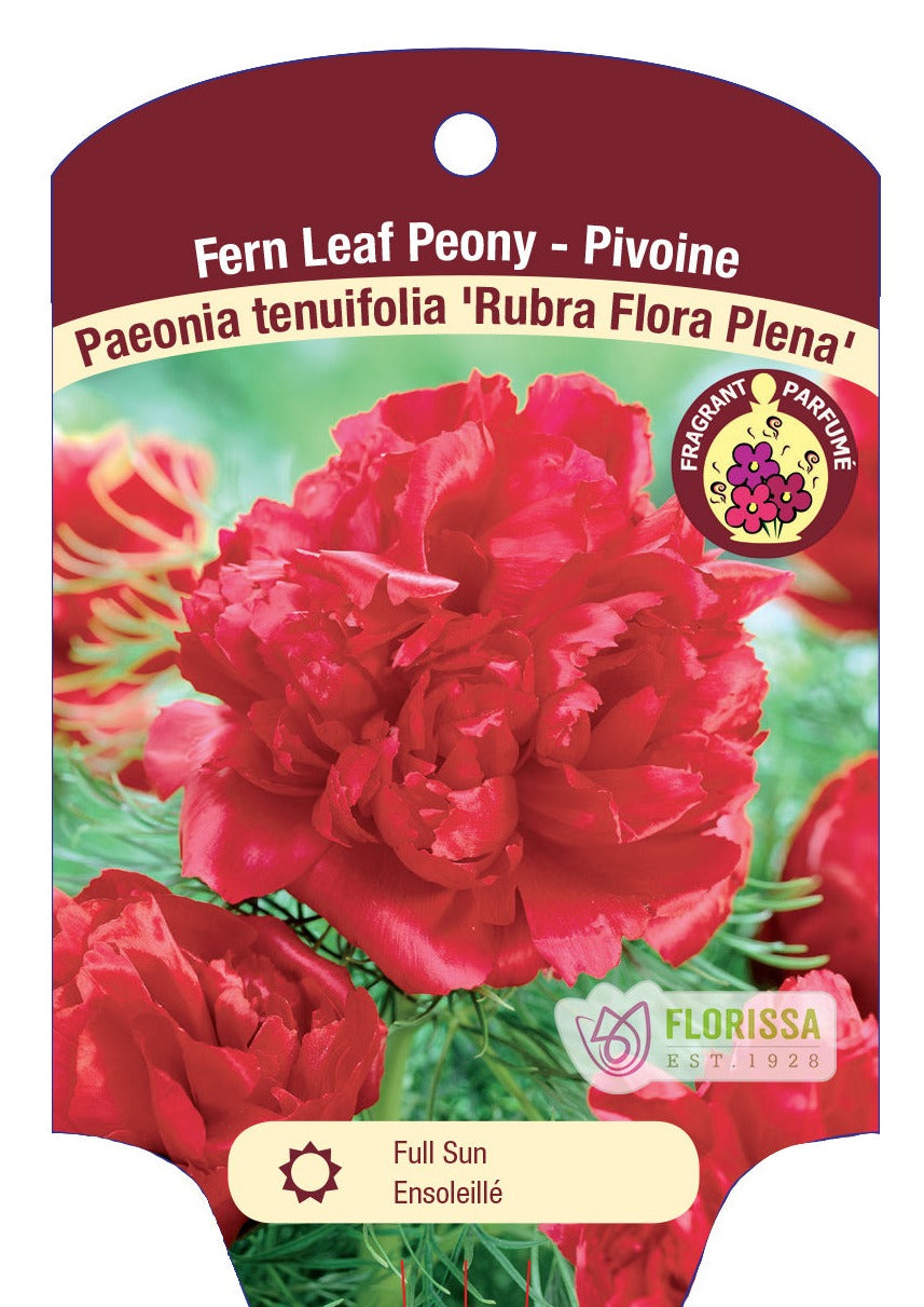 Peony 'Rubra Plena Fern Leaf'