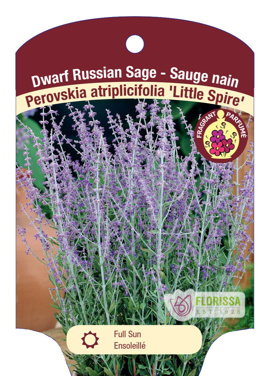 Little Spire Russian Sage