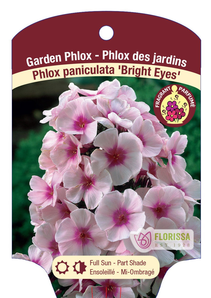 Phlox 'Bright Eyes'