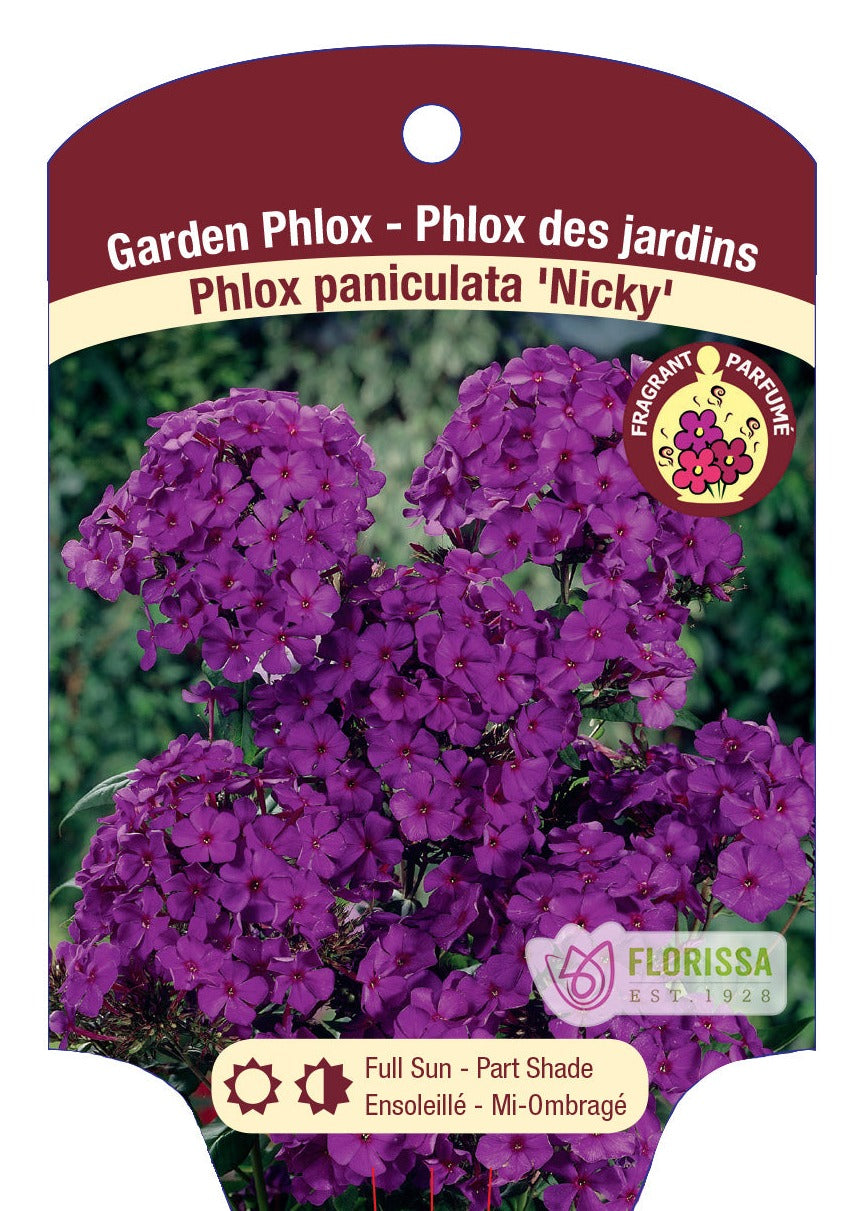 Phlox 'Nicky'