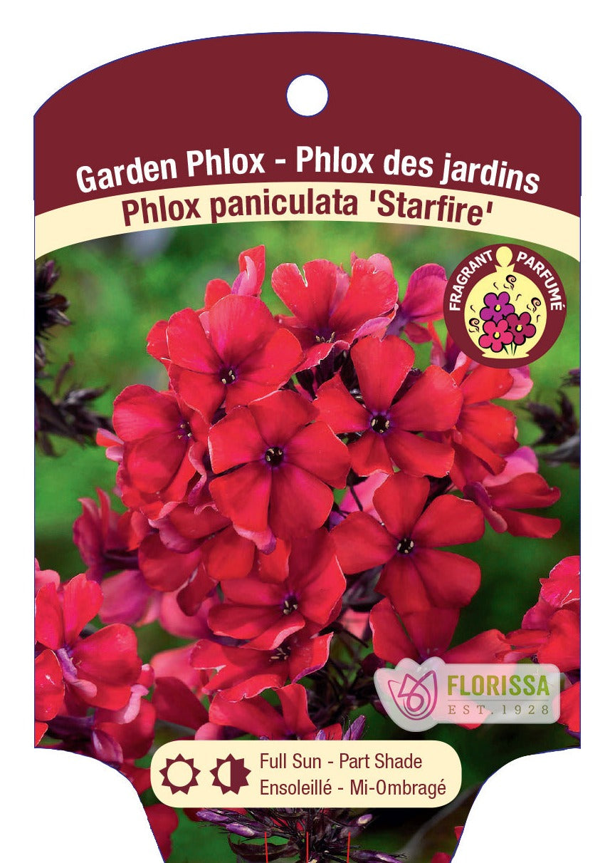 Phlox 'Starfire'