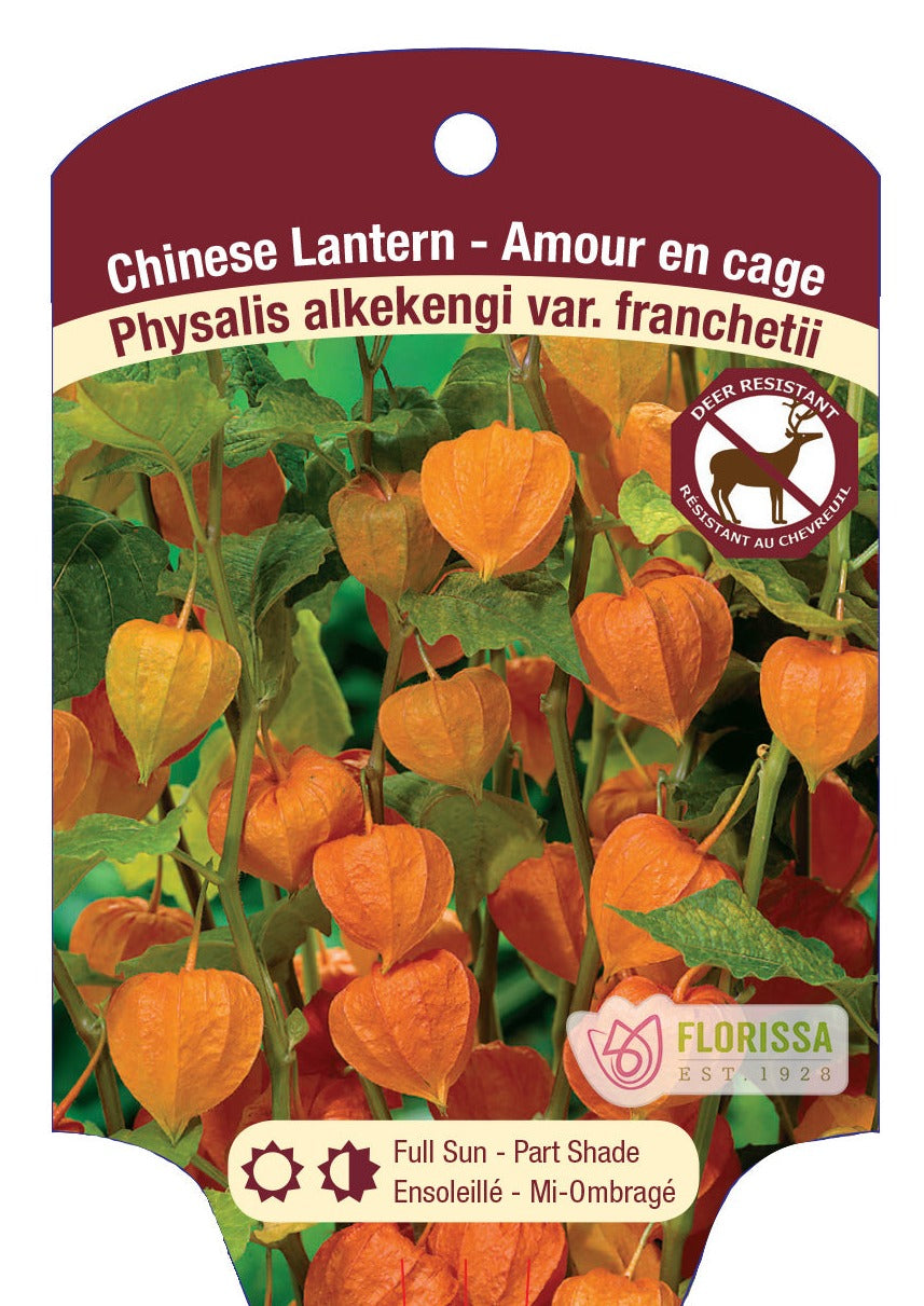 Physalis 'Chinese Lantern'