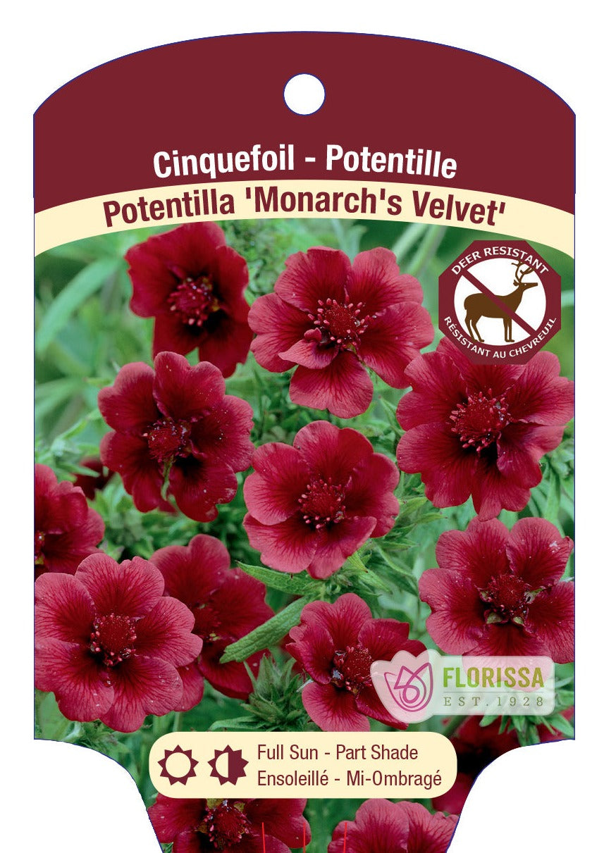 Monarchs Velvet Potentilla