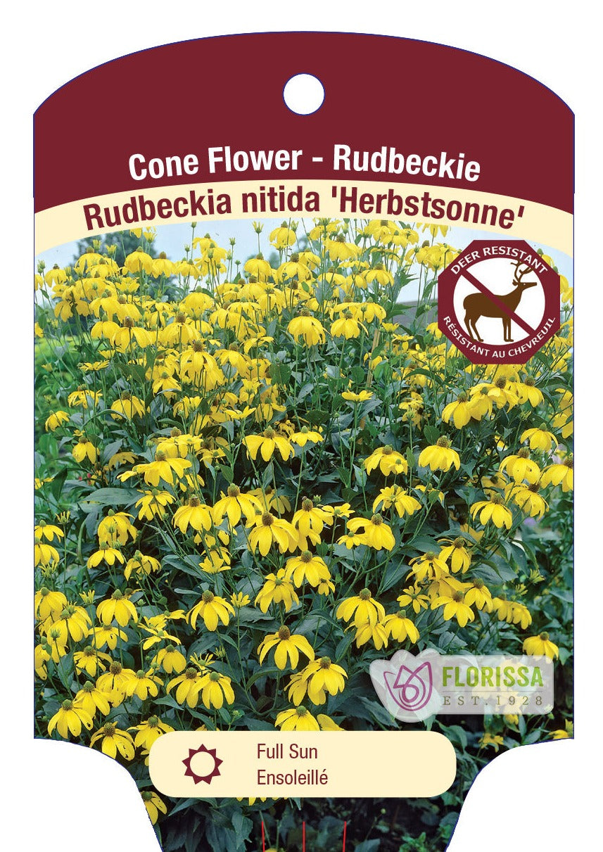 Rudbeckia 'Herbstsonne'