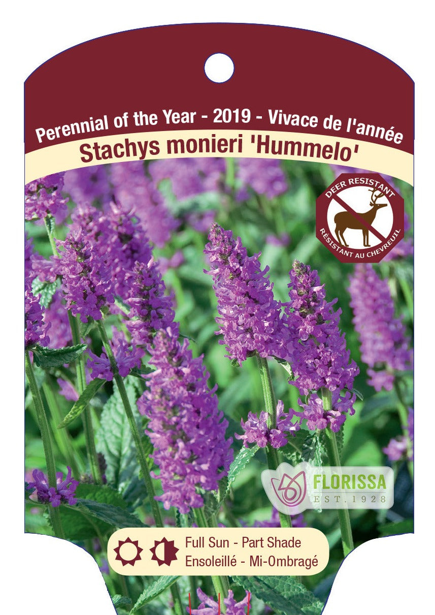 Hummelo Stachys