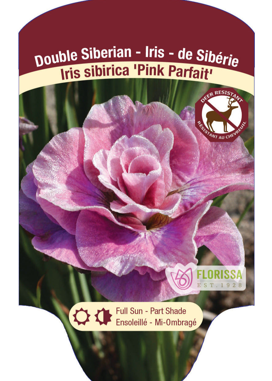 Siberian 'Pink Parfait'