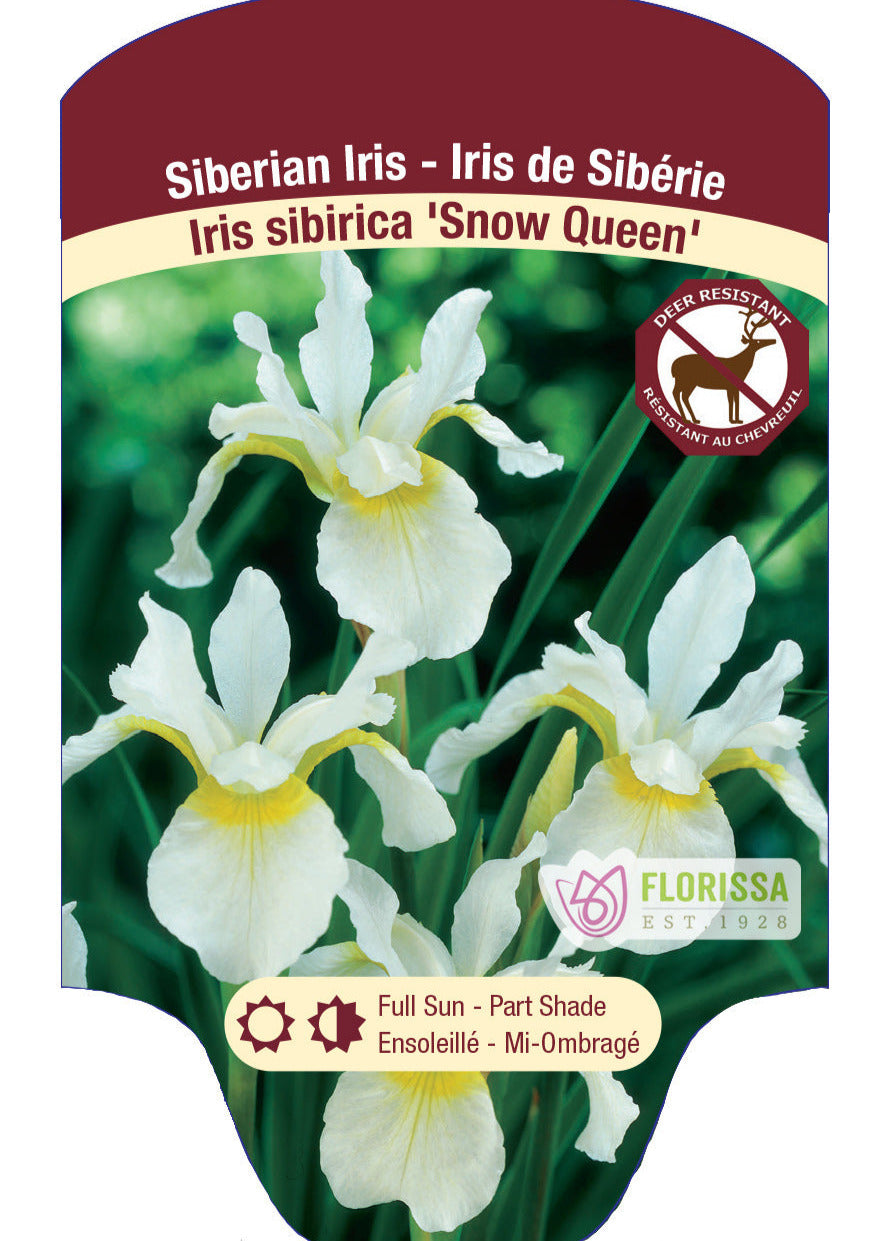 Siberian Iris 'Snow Queen