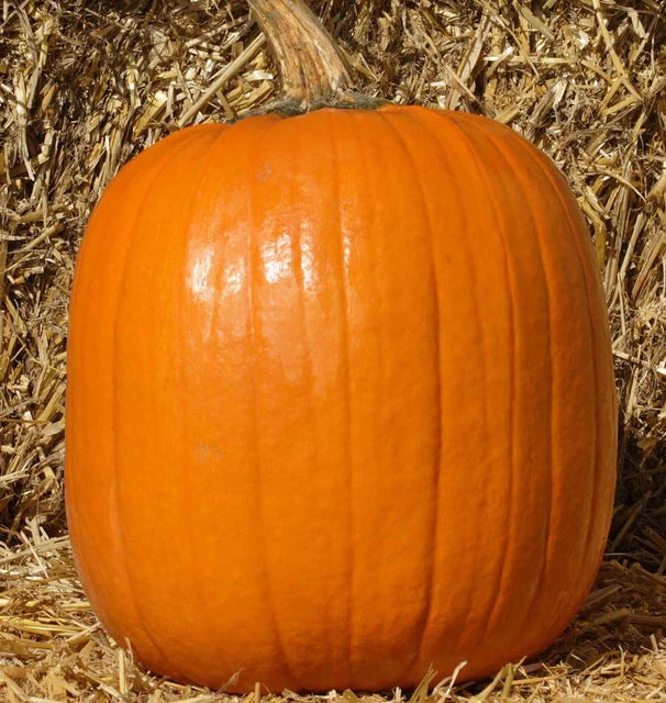 Howden Pumpkin