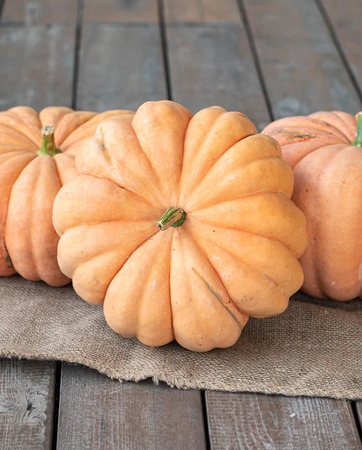 Pumpkin 'Moranga'