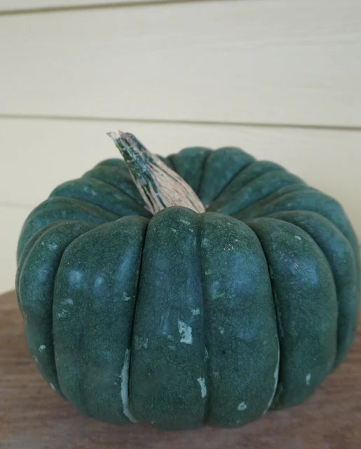 Jade Knight Pumpkin