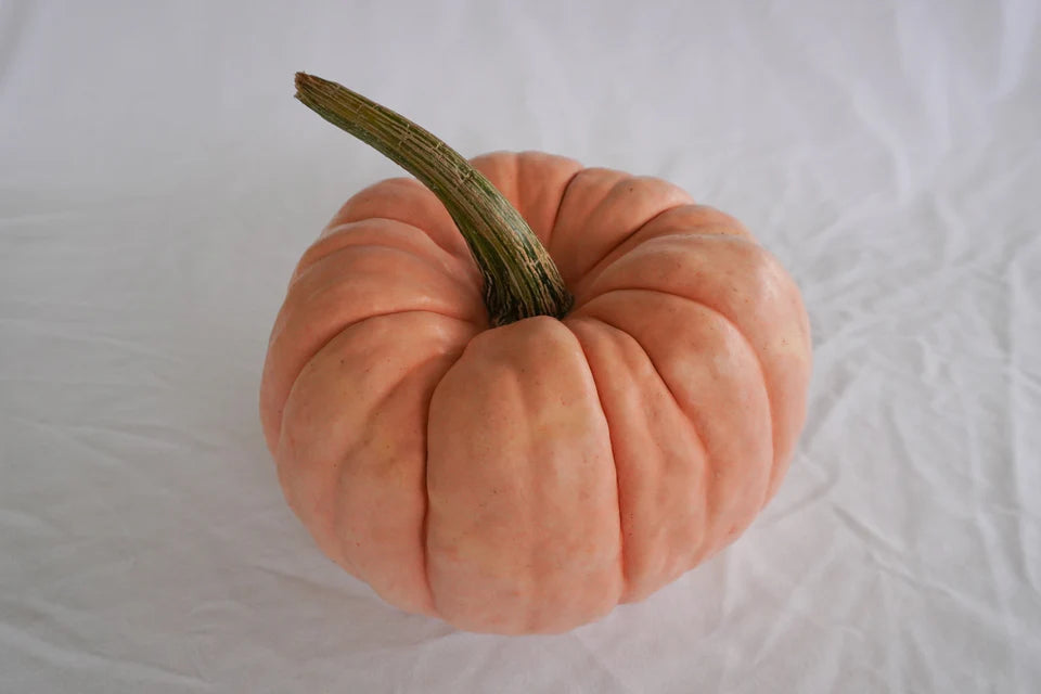 Porcelain Princess Pumpkin