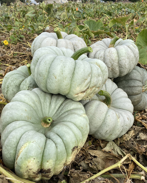Mint Prince Pumpkin