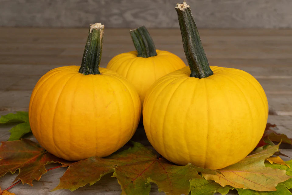Sunlight F1 Pumpkin