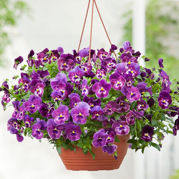 Spreading Pansy 'Cool Wave'