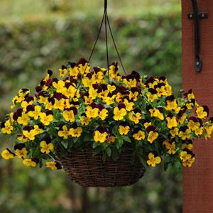 Spreading Pansy 'Cool Wave'