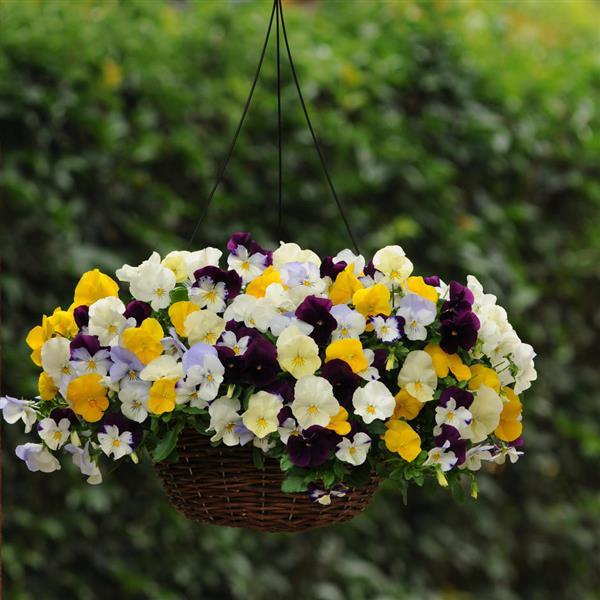 Spreading Pansy 'Cool Wave'