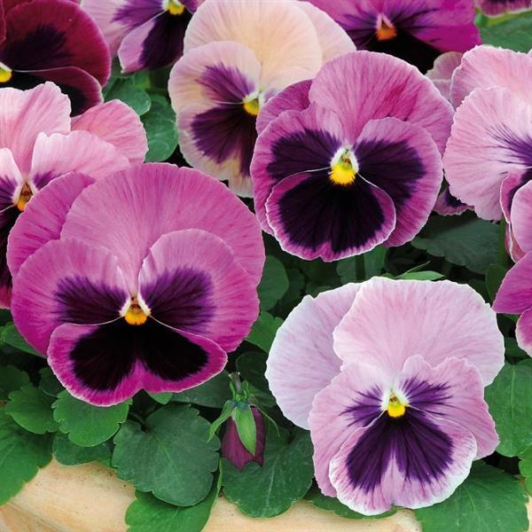 Pansy 'Matrix' Series