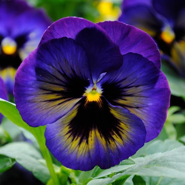 Pansy 'Matrix' Series