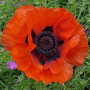 Papaver Poppy 'Allegro'