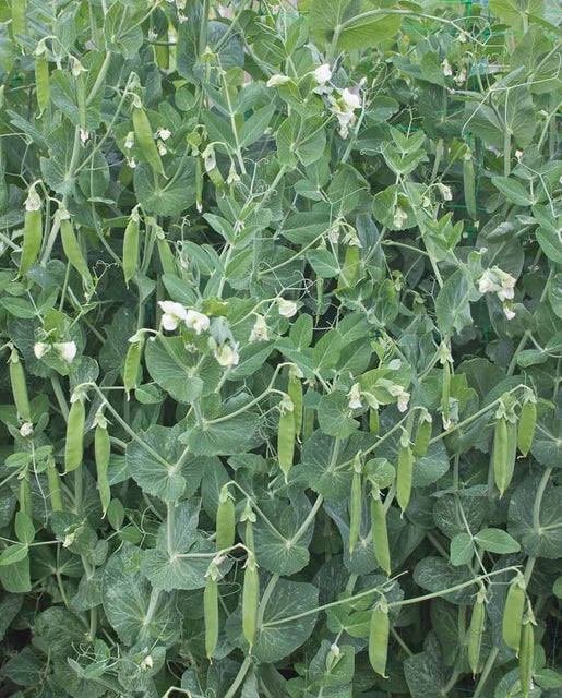 Peas 'Cascadia'