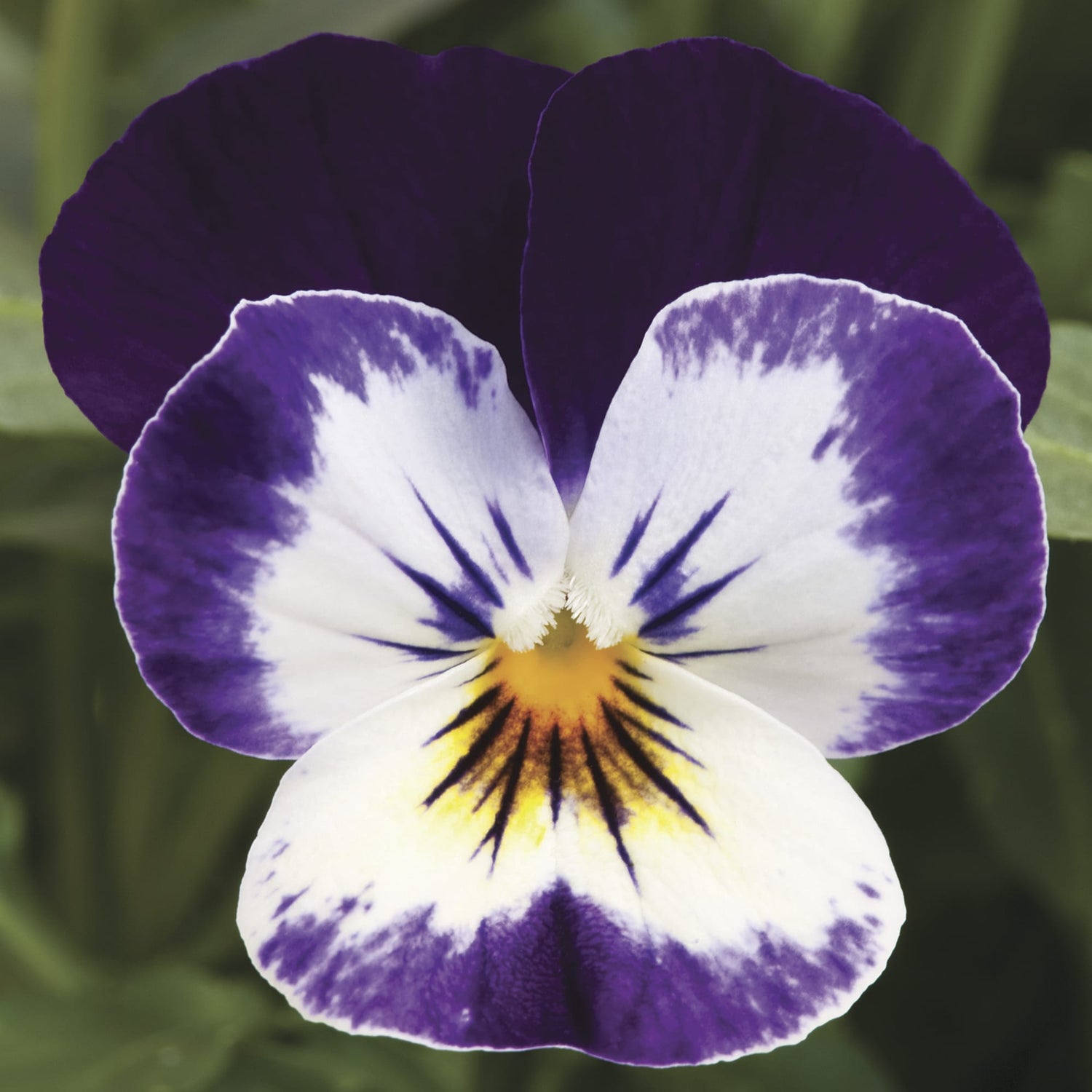 Viola 'Penny™ Series