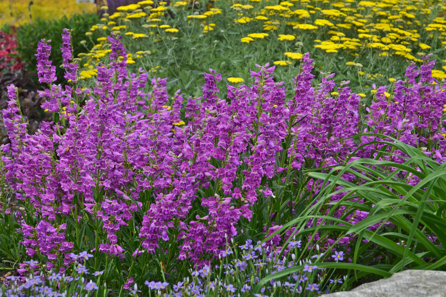 Penstemon 'Prairie Dusk'