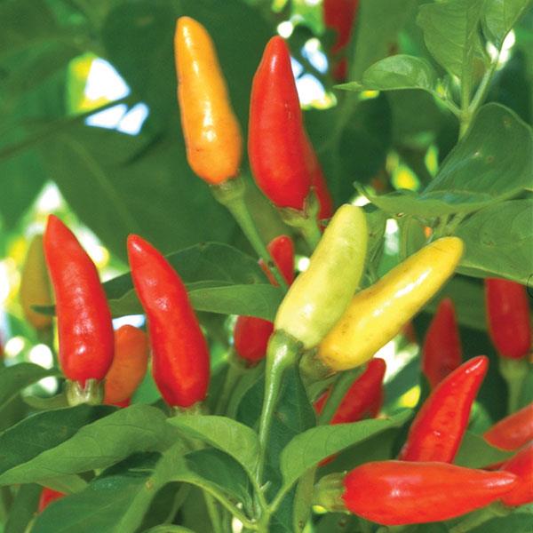 Hot Pepper 'Tabasco'