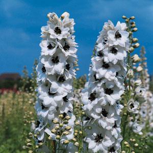 Delphinium 'Percival'