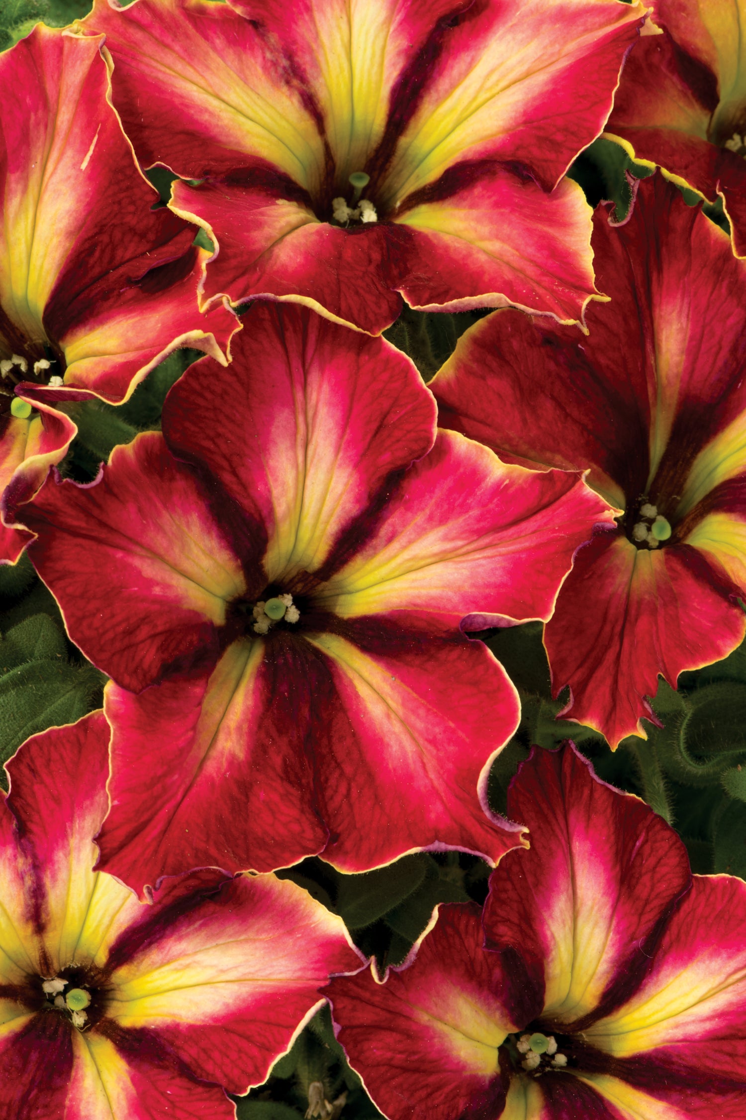 Petunia 'Crazytunia' Series