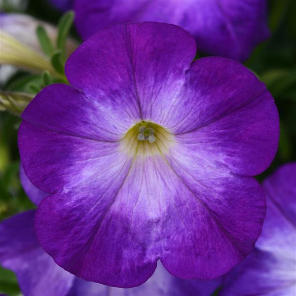 Petunia 'Bluerific'